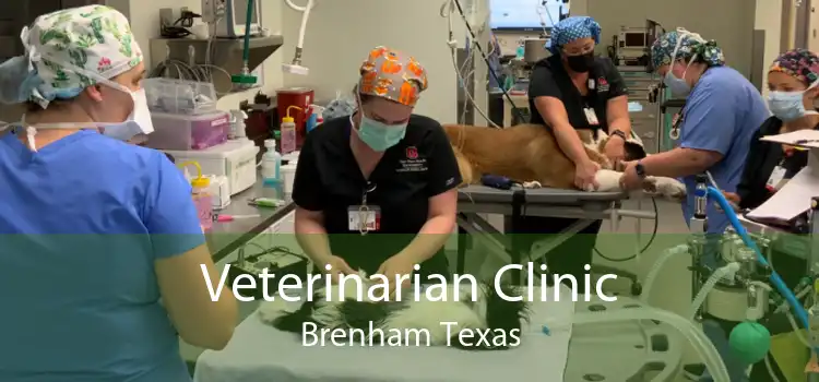 Veterinarian Clinic Brenham Texas