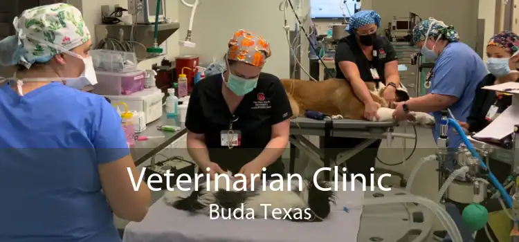 Veterinarian Clinic Buda Texas