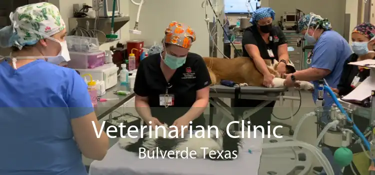 Veterinarian Clinic Bulverde Texas