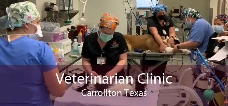 Veterinarian Clinic Carrollton Texas