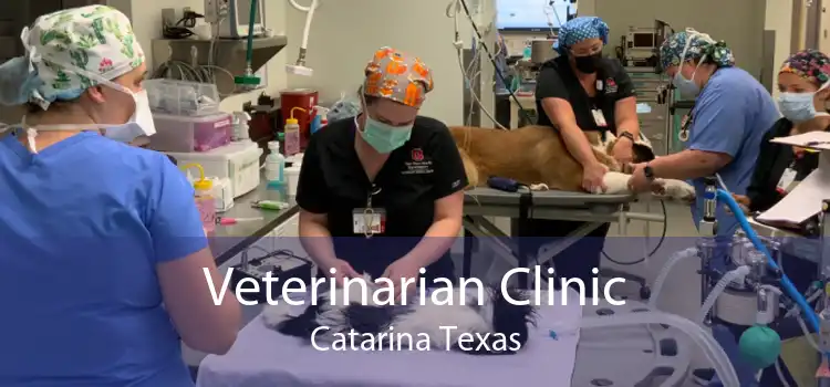 Veterinarian Clinic Catarina Texas