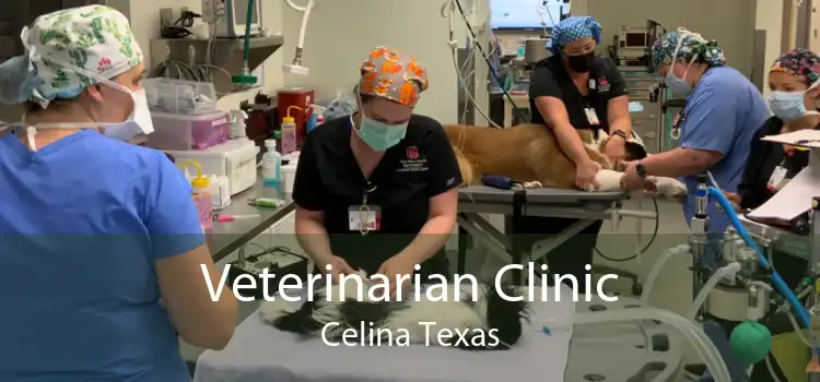 Veterinarian Clinic Celina Texas