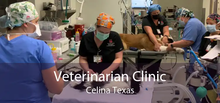 Veterinarian Clinic Celina Texas