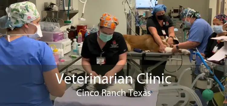 Veterinarian Clinic Cinco Ranch Texas