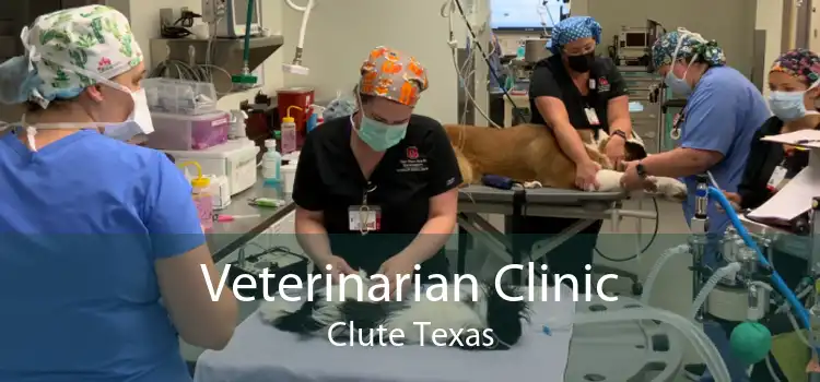 Veterinarian Clinic Clute Texas