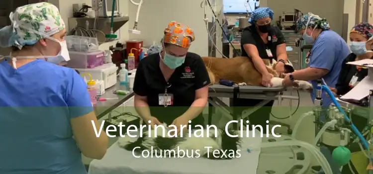 Veterinarian Clinic Columbus Texas