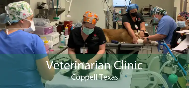 Veterinarian Clinic Coppell Texas