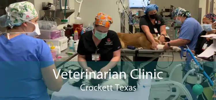 Veterinarian Clinic Crockett Texas
