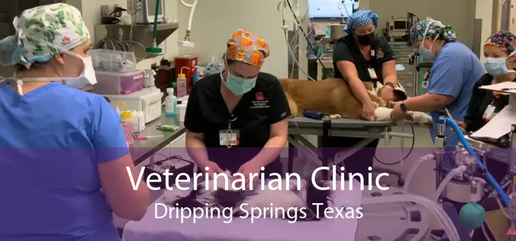 Veterinarian Clinic Dripping Springs Texas