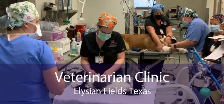 Veterinarian Clinic Elysian Fields Texas
