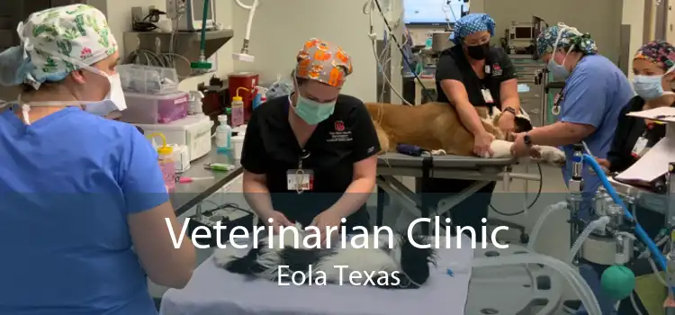 Veterinarian Clinic Eola Texas