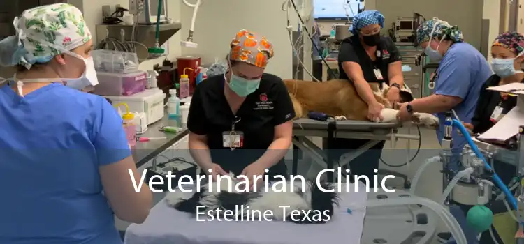 Veterinarian Clinic Estelline Texas