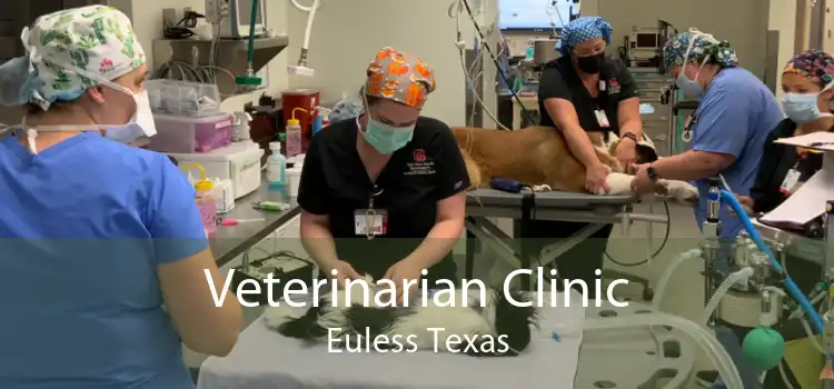 Veterinarian Clinic Euless Texas