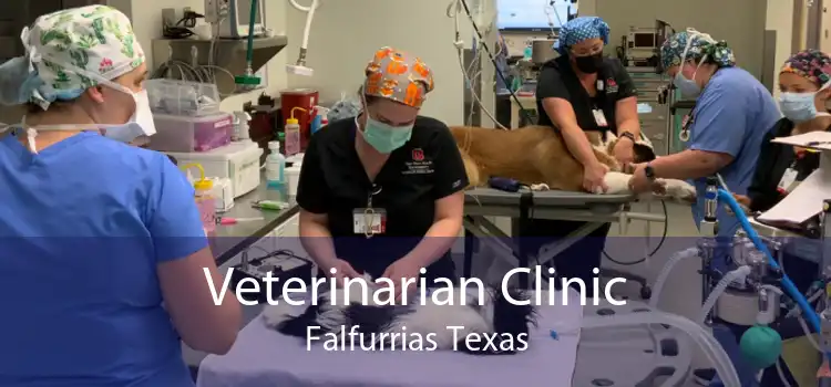 Veterinarian Clinic Falfurrias Texas