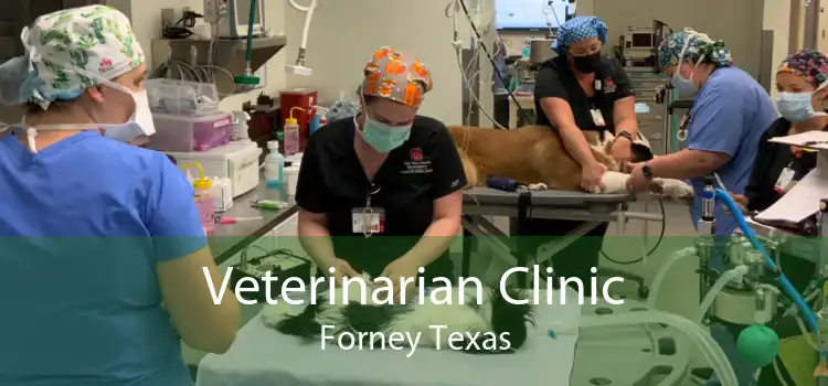 Veterinarian Clinic Forney Texas