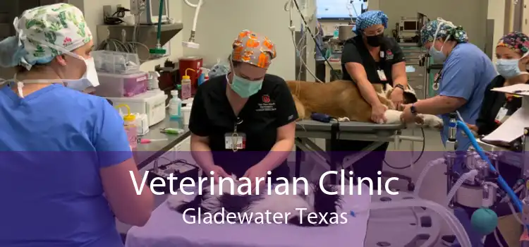 Veterinarian Clinic Gladewater Texas