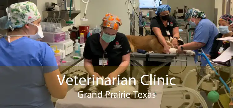 Veterinarian Clinic Grand Prairie Texas