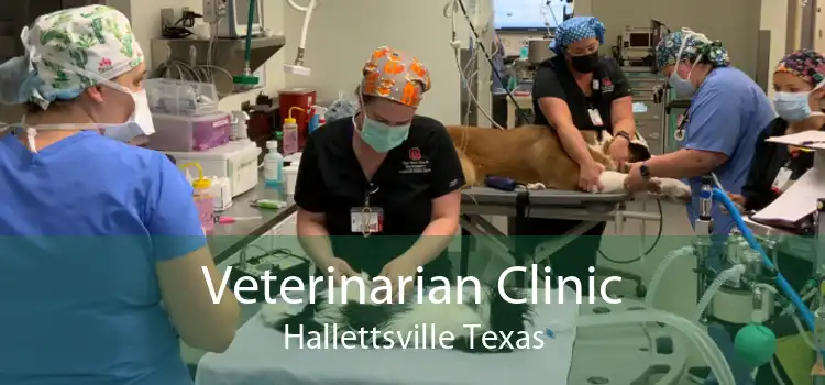 Veterinarian Clinic Hallettsville Texas