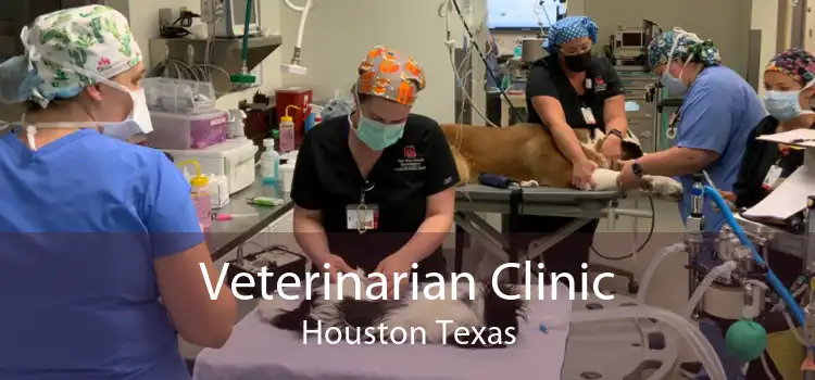 Veterinarian Clinic Houston Texas