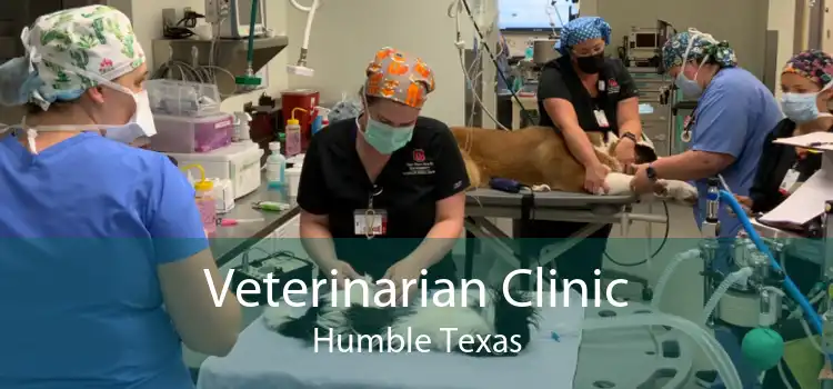 Veterinarian Clinic Humble Texas