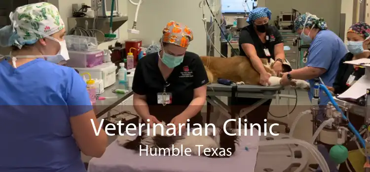 Veterinarian Clinic Humble Texas