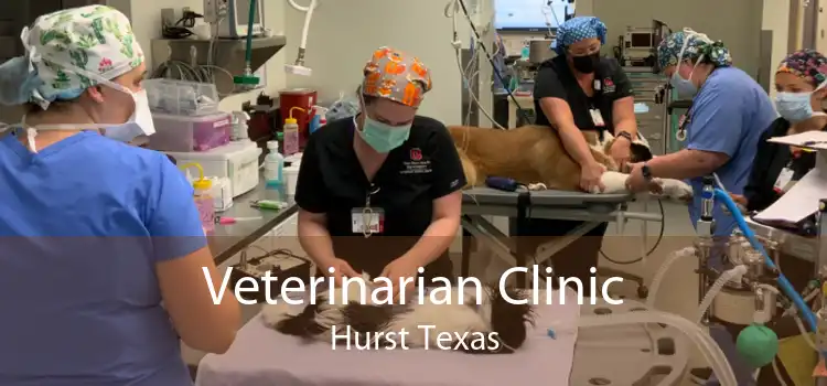 Veterinarian Clinic Hurst Texas