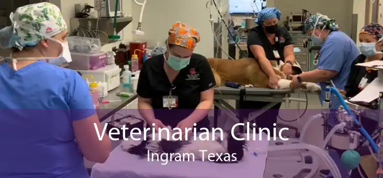 Veterinarian Clinic Ingram Texas