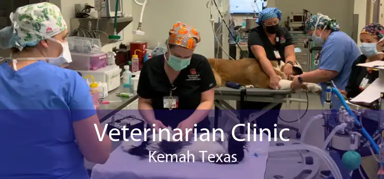 Veterinarian Clinic Kemah Texas