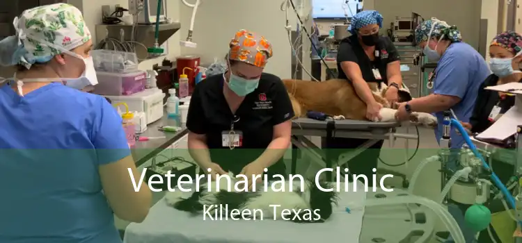 Veterinarian Clinic Killeen Texas