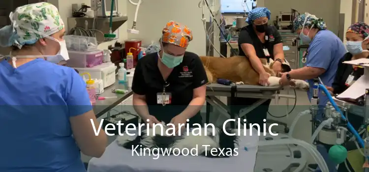 Veterinarian Clinic Kingwood Texas