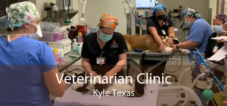 Veterinarian Clinic Kyle Texas