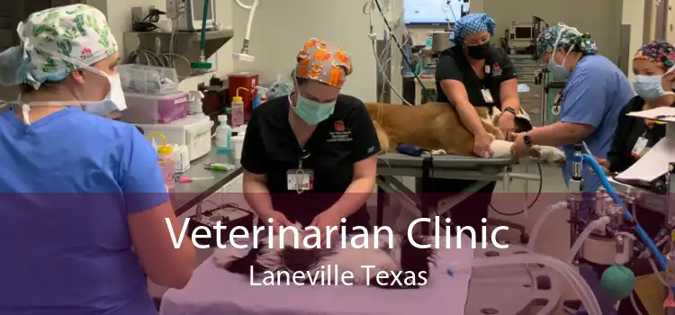 Veterinarian Clinic Laneville Texas