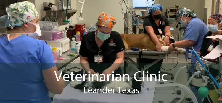 Veterinarian Clinic Leander Texas