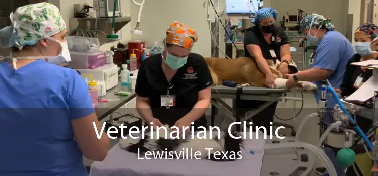 Veterinarian Clinic Lewisville Texas