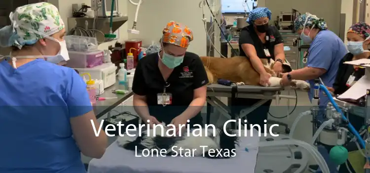 Veterinarian Clinic Lone Star Texas