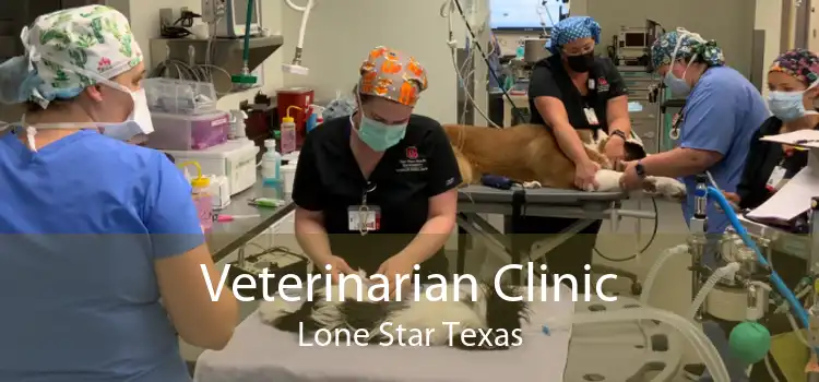 Veterinarian Clinic Lone Star Texas