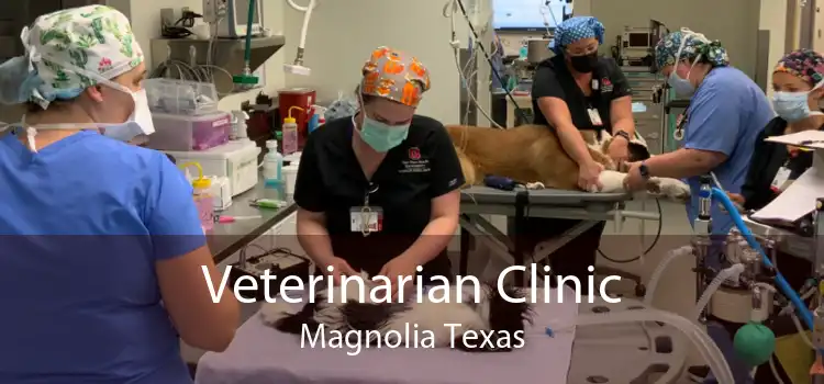 Veterinarian Clinic Magnolia Texas