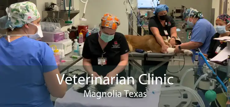 Veterinarian Clinic Magnolia Texas