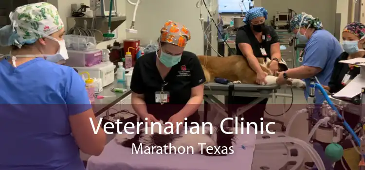 Veterinarian Clinic Marathon Texas