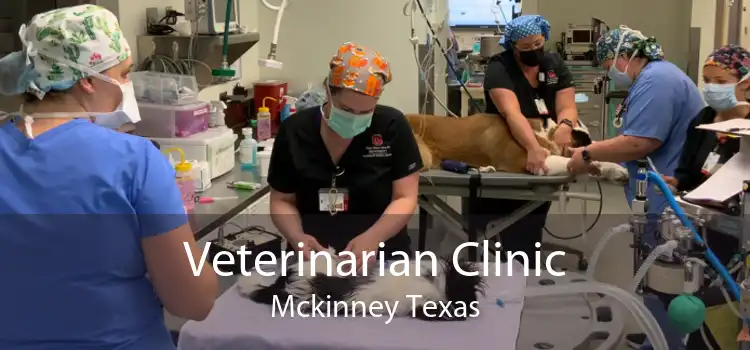 Veterinarian Clinic Mckinney Texas