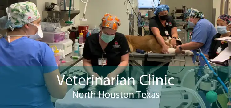 Veterinarian Clinic North Houston Texas