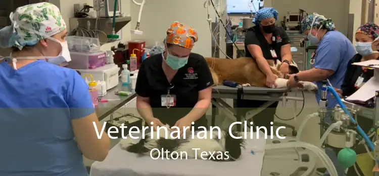 Veterinarian Clinic Olton Texas