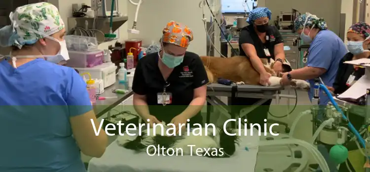 Veterinarian Clinic Olton Texas