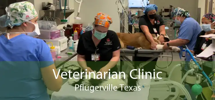 Veterinarian Clinic Pflugerville Texas