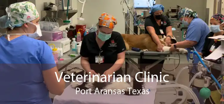 Veterinarian Clinic Port Aransas Texas