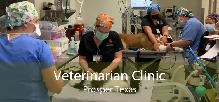 Veterinarian Clinic Prosper Texas