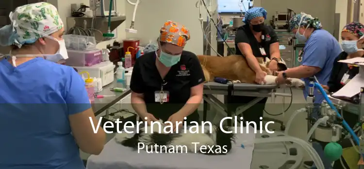 Veterinarian Clinic Putnam Texas