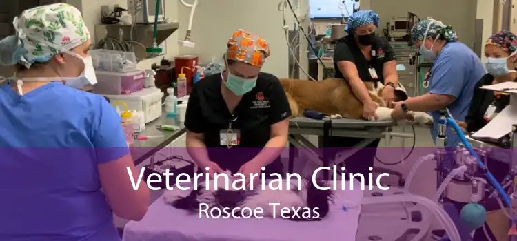 Veterinarian Clinic Roscoe Texas