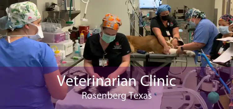 Veterinarian Clinic Rosenberg Texas