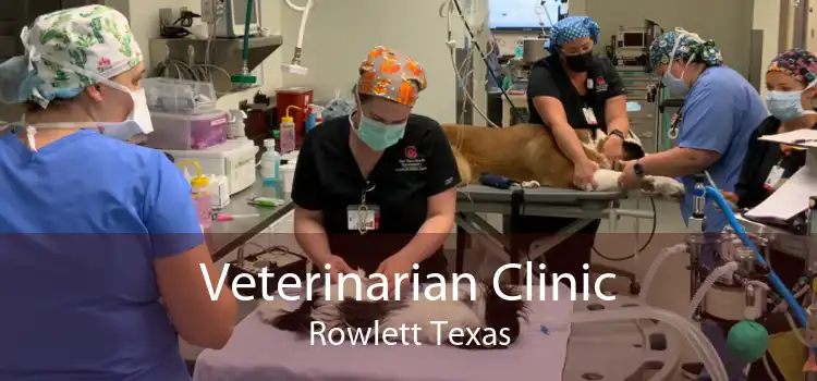 Veterinarian Clinic Rowlett Texas